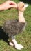 Ostrich soft toy