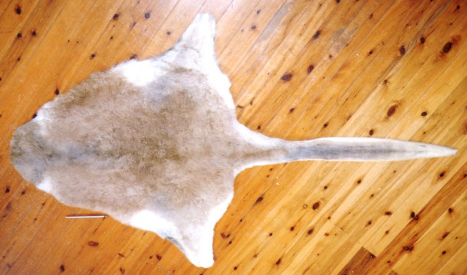 kangaroo skin - unique Christmas gift idea