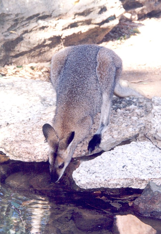 Red kangaroo free picture - blue flyer