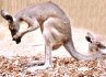 kangaroo facts and pictures
