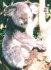 koala facts and pictures