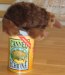 Canned echidna toy