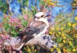 Kookaburra postcard