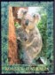 Koala refrigerator magnet