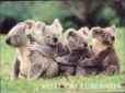 Koalas fridge magnet