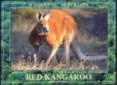 Kangaroo refrigerator magnet