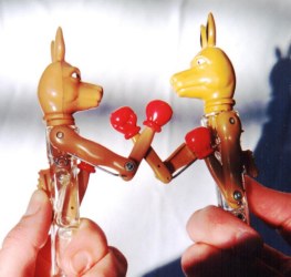 Boxing kangaroo pens