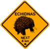 Echidna refrigerator magnet