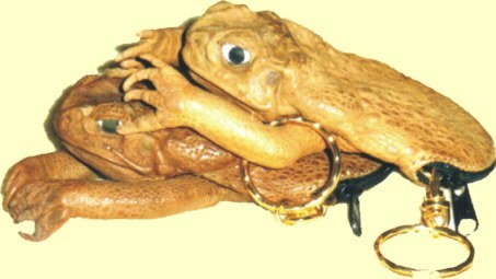 Cane toad coin purse - unique Christmas gift idea