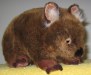 Wombat soft toy