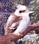 Kookaburra picture 1