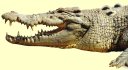 crocodile facts and pictures