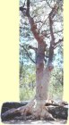 Eucalyptus tree pictures