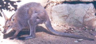 Red kangaroo female - blue flyer picture