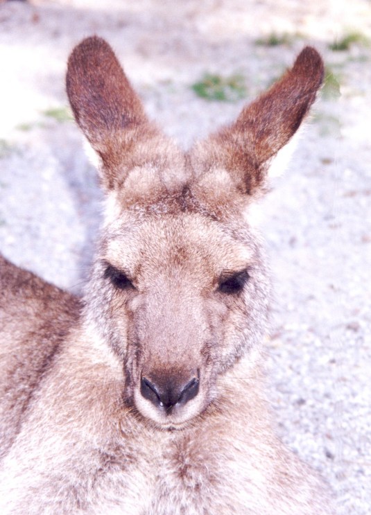 eastern grey kangaroo picture