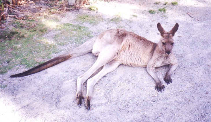 Eastern grey kangaroo free picture