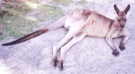 Eastern grey kangaroo picture