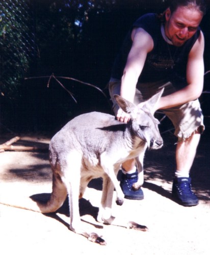 western grey kangaroo picture
