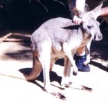Red kangaroo picture - an old man