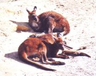Red kangaroo picture