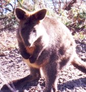 kangaroo pictures