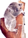 koala picture 2