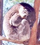 sleeping koala