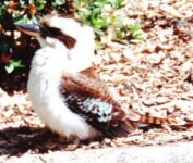 Kookaburra picture 2