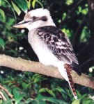 Kookaburra picture 3