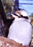 Kookaburra picture 4