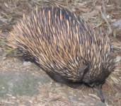 Echidna picture 1