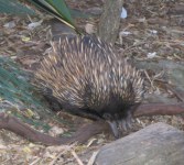 Echidna picture 2