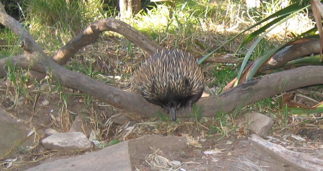 echidna picture