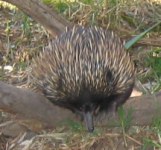 Echidna