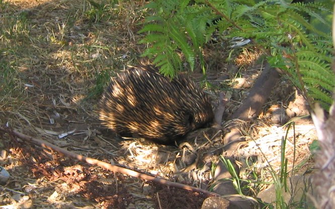 echidna