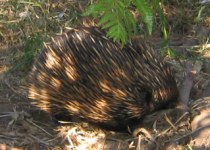 Echidna picture 5