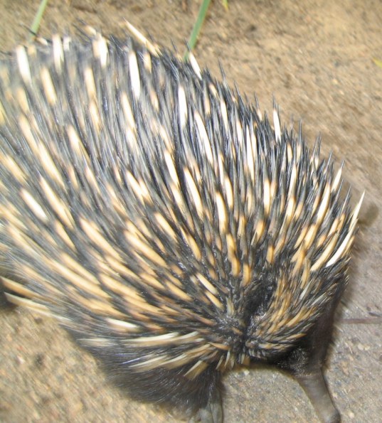 echidna