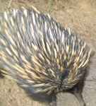 picture of Echidna