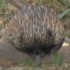 Echidna  