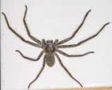 Huntsman spider picture