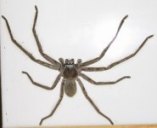 Huntsman spider picture