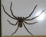 Hunts man spider picture