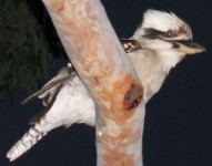 Kookaburra picture 5 