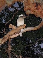 Kookaburra picture 9 (215Kb)