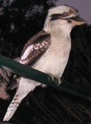 Kookaburra picture 6 