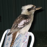 Kookaburra picture 7 (95Kb)