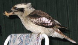 Kookaburra picture 8 (48Kb)