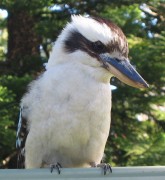 Kookaburra picture 10 (250Kb)