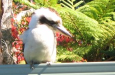 Kookaburra picture 11 (114Kb)