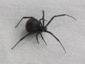 Red back spider picture
